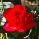 20211026_074011.webp