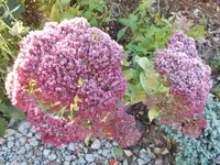 DSCF5133.JPG