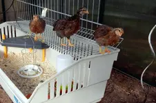 DSCN3698.webp