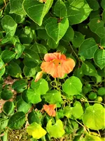 IMG_20210910_152520_1.webp