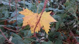 DSC_0235 (3).webp