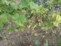 IMG_20200825_181032.webp