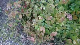 DSC_1015 (5).webp