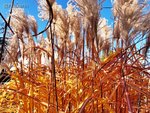 Garten Ende Oktober 3.jpg