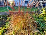 Garten Ende Oktober 4.jpg