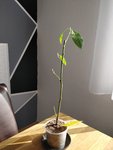 Avocado Pflanze