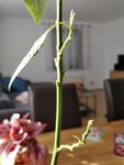 Neue Blätter 