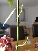 Neue Blätter 
