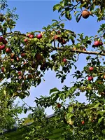 IMG_20210907_153532.webp
