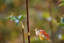image003.webp