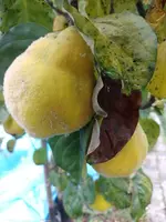 IMG_20211028_105707.webp