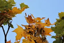 image011.webp