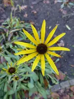 P1110463.webp