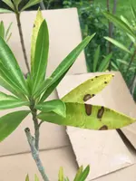 Oleander_2020-06_Blattpilz_01.jpg