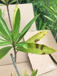 Oleander_2020-06_Blattpilz_01.jpg
