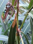 Oleander_Frostschaden_02.jpg