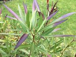 Oleander_kein Frostschaden_01.jpg