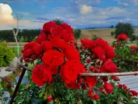 20210810_195021.webp