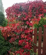 IMG_7766 Herbsttag im Garten scalirt.webp