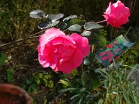 DSC02133.JPG