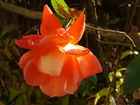 DSC02135.JPG