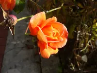 DSC02136.JPG