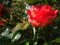 DSC02139.JPG