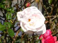 DSC02141.JPG