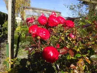 DSC02142.JPG