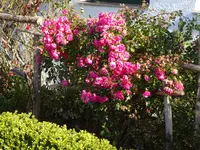 DSC02144.JPG