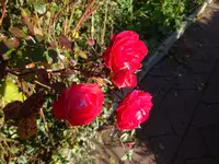 DSC02143.JPG