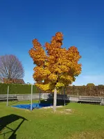 IMG-20211027-WA0000.webp