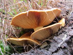 IMG_8364 v.JPG