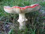 IMG_9830 v.JPG