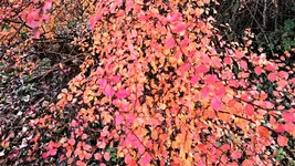 DSC_1518 (2).webp