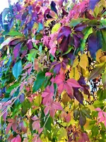 IMG_20211016_161644_1.webp