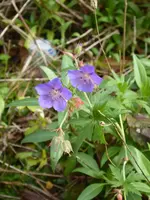 P1050670.webp