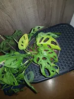 20211104_103923.webp