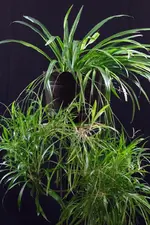 gruenlilie_201206.webp