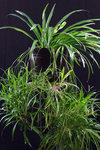 gruenlilie_201206.jpg