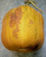 kuerbis3.webp