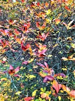 IMG_20201025_145949_1.webp