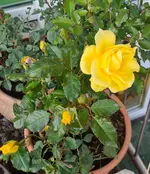 20211106_164118.webp 20211106_164118.webp