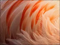c061.webp