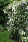 Rose Cilli-Rose0516.JPG