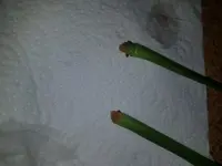 20211108_061518.webp