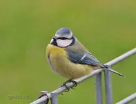 Blaumeise.webp