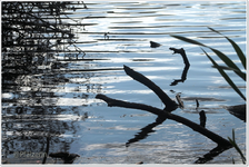 Wasserspiegelungen.webp