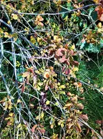 IMG_20201011_154134_1.webp