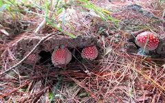 IMG_5176 v (1).webp
